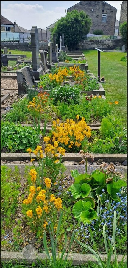 Main Avenue with spring wallflowers